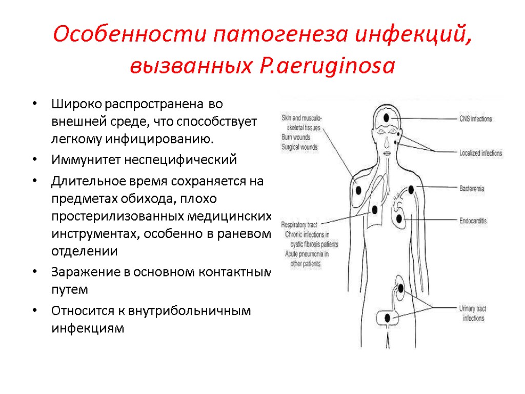 Особенности патогенеза инфекций, вызванных P.aeruginosa Широко распространена во внешней среде, что способствует легкому инфицированию.